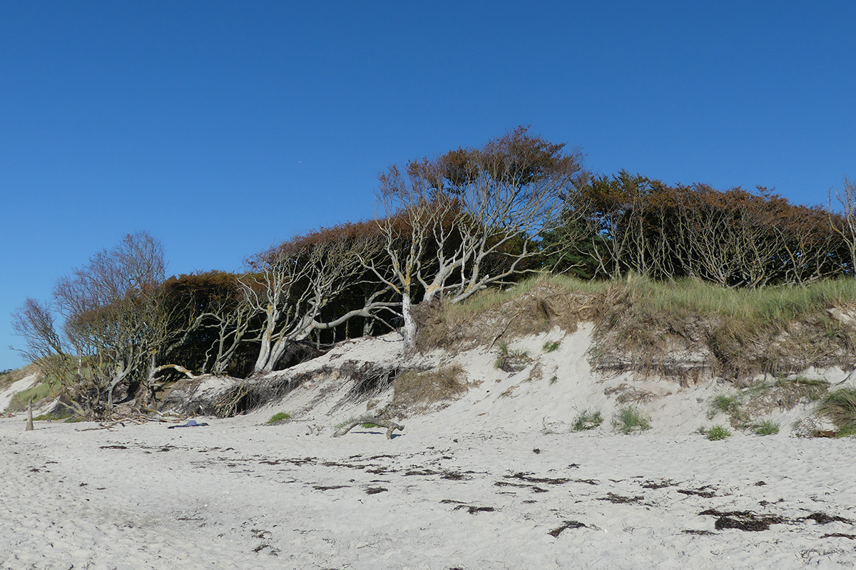 Dar�er Weststrand