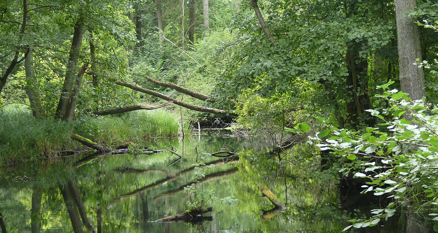 Nebel Durchbruchstal